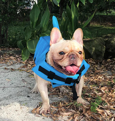 Life Jacket For Dogs