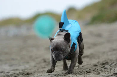 Life Jacket For Dogs