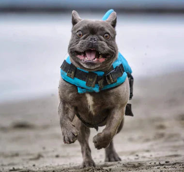 Life Jacket For Dogs