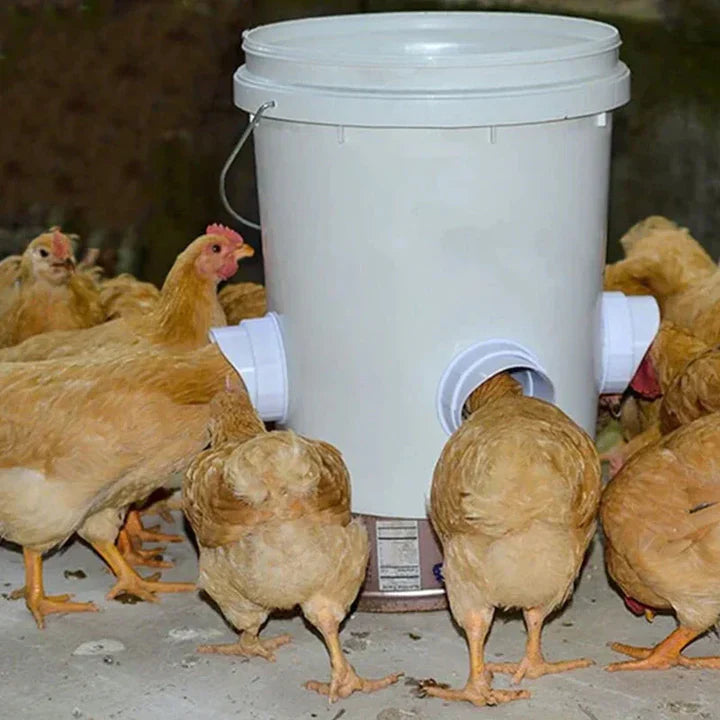 Self - Sufficient Chicken Feed System