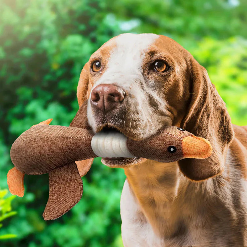 Robust Dog Toy (2 for 1 Offer)