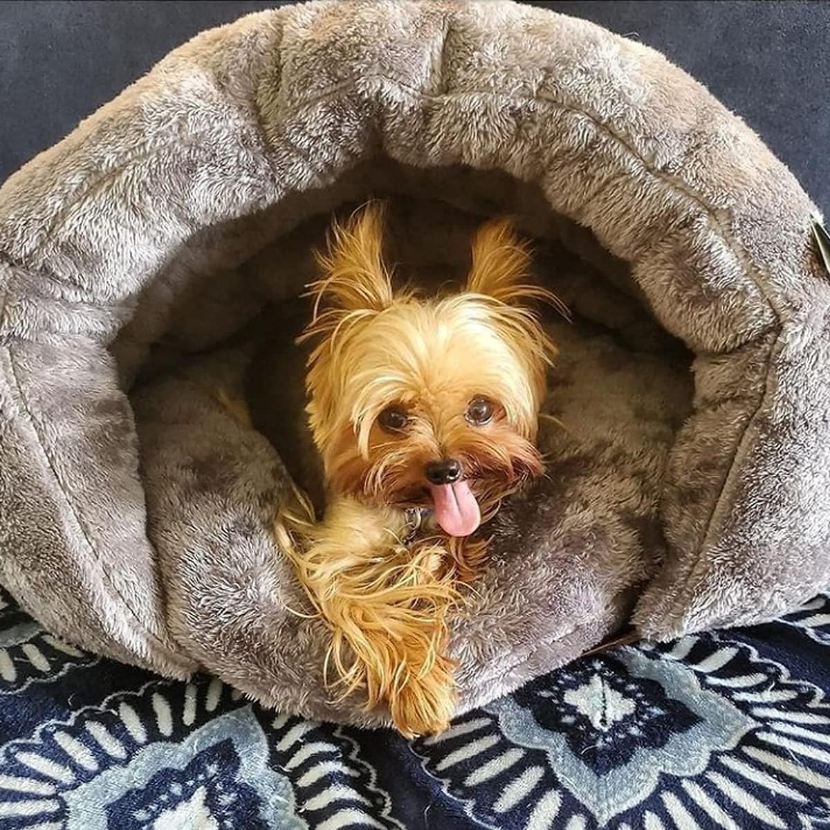 Cosy Cave Bed For Dogs To Relax In