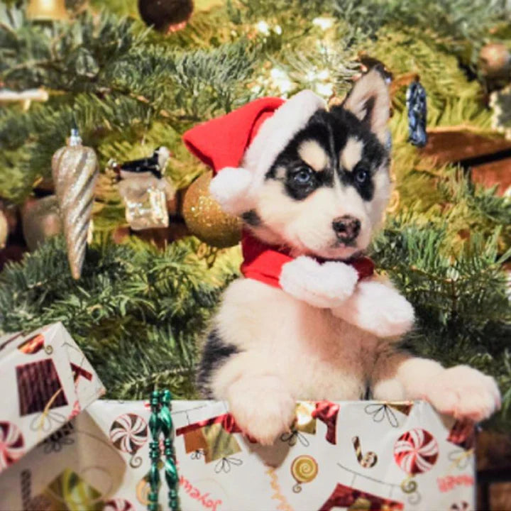 Christmas Hat with Scarf for Pets