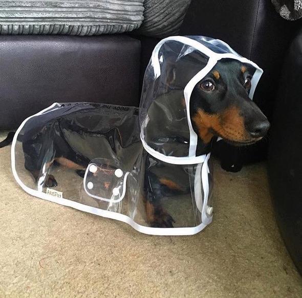 Transparent Waterproof Dog Rain Jacket