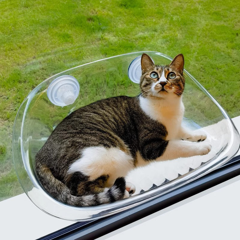 (Too Expensive) Window Bowl Cats