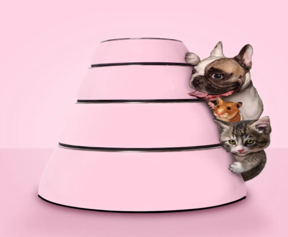 Dog Bowl Made Of Stainless Steel With Shiny Plastic Rim