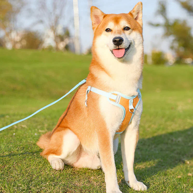 Reflective Dog Harness Set For Dogs