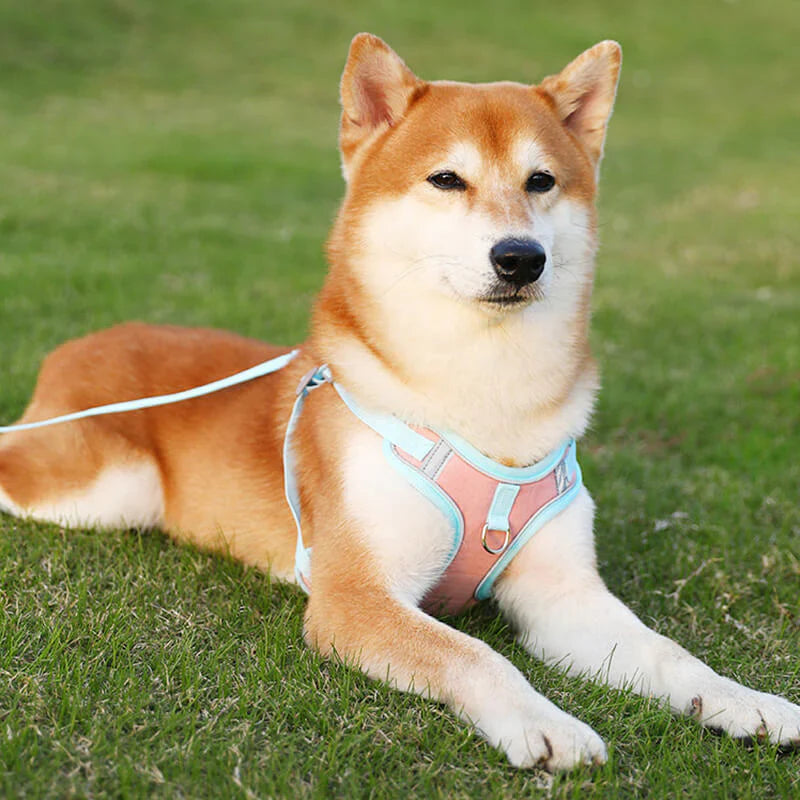 Reflective Dog Harness Set For Dogs