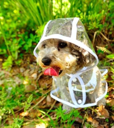 Transparent Waterproof Dog Rain Jacket