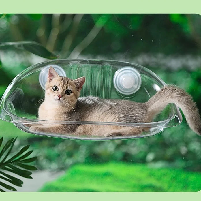 (Too Expensive) Window Bowl Cats