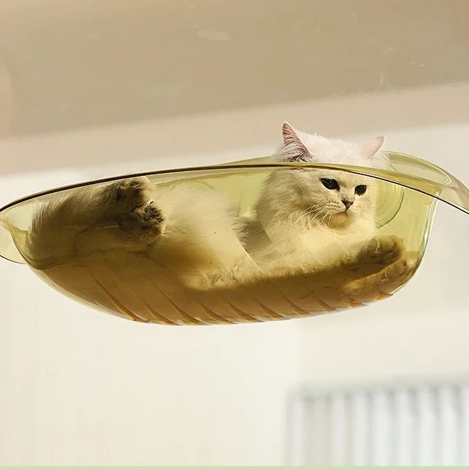 (Too Expensive) Window Bowl Cats