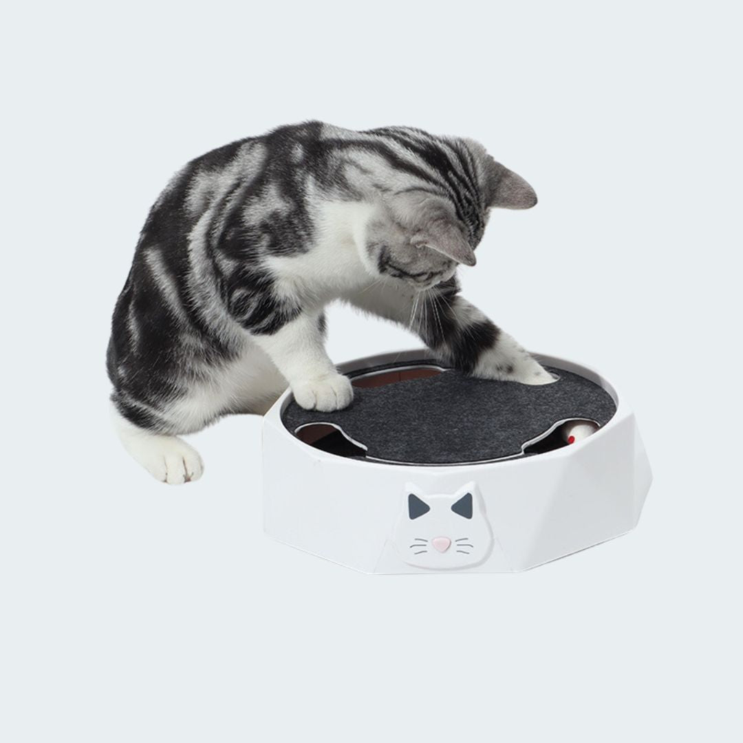 Interactive Mouse Hide - And - Seek Game For Cats