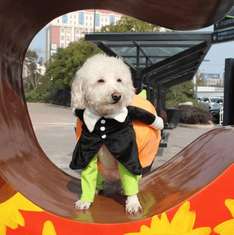 Fun Pumpkin Halloween Costume For Dogs