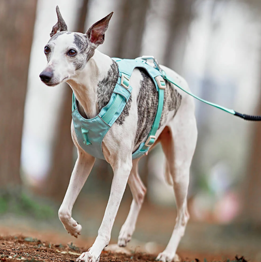 Anti - Pull Dog Harness With Adjustable Lead