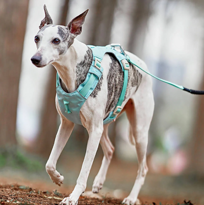 Anti - Pull Dog Harness With Adjustable Lead
