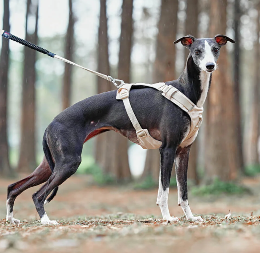 Anti - Pull Dog Harness With Adjustable Lead