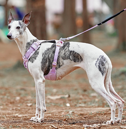 Anti - Pull Dog Harness With Adjustable Lead