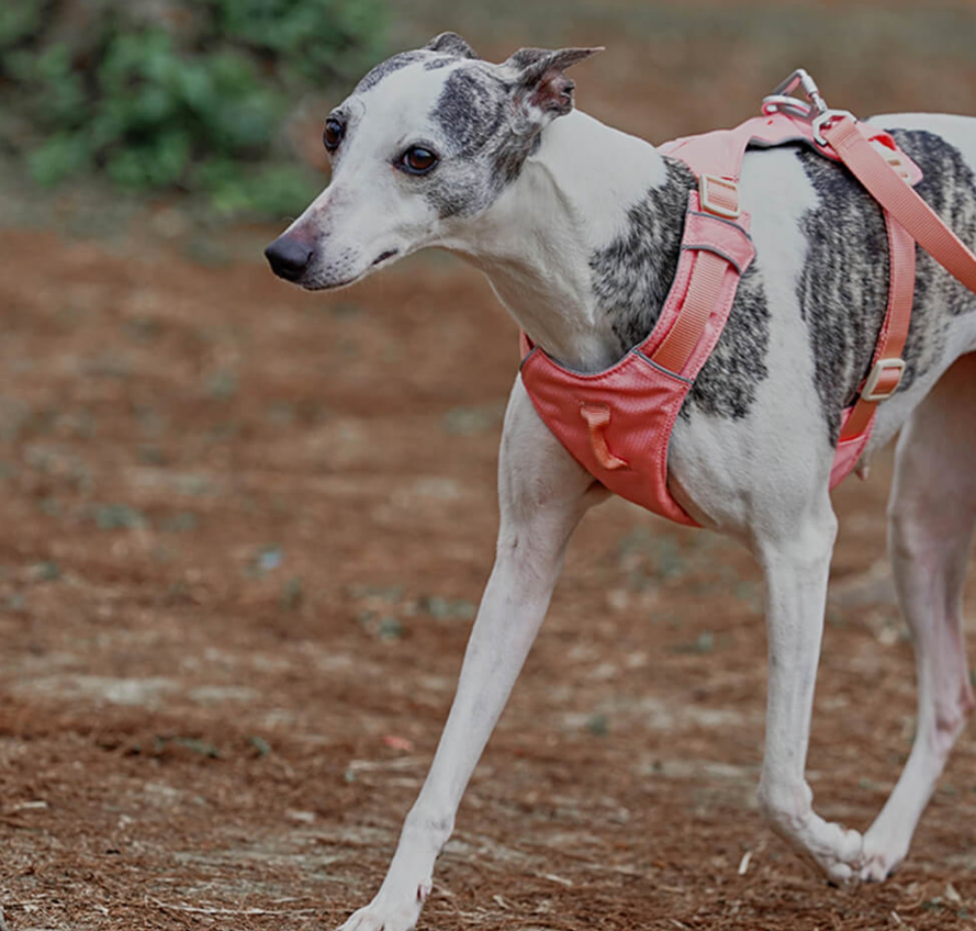 Anti - Pull Dog Harness With Adjustable Lead