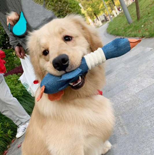 Robust Dog Toy (2 for 1 Offer)
