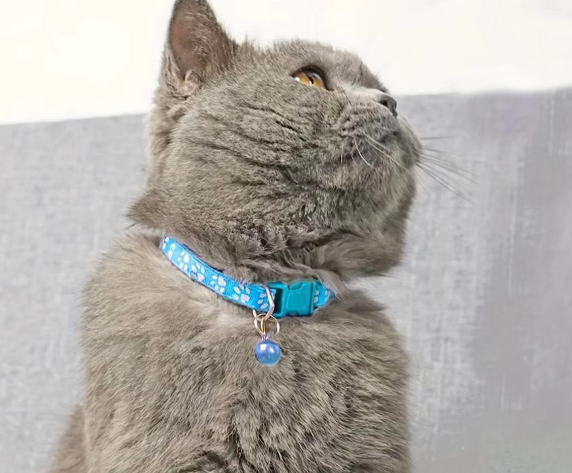 Safe Cat Collar With Bell - Adjustable Collar With Paw Pattern Quick Release