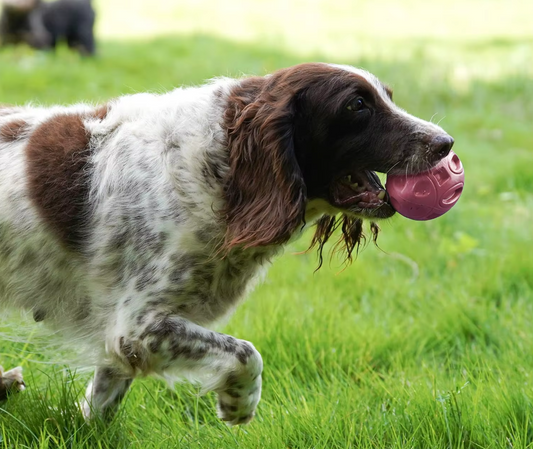 Throwing And Chewing Toy For Dogs - Robust Rubber Football