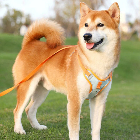 Reflective Dog Harness Set For Dogs