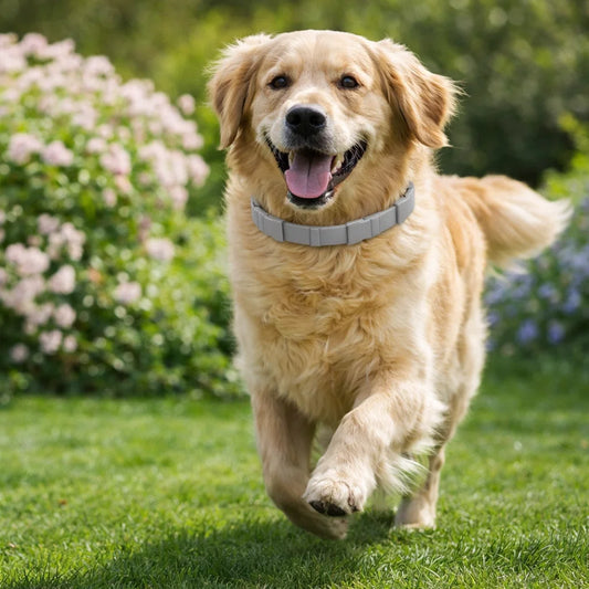 Naturaguard - Tick And Flea Protection Collar