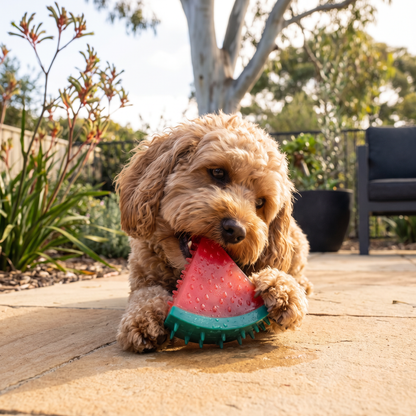 Cooling Fruit Dog Chew Toy